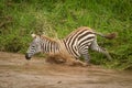 Baby plains zebra jumps into muddy river