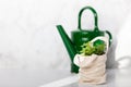 Baby plant against white marble wall in tote bag and vintage ceramic watercan Royalty Free Stock Photo