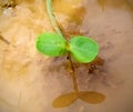 Baby plant of cucumber
