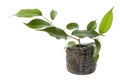 Baby plant. ficus Royalty Free Stock Photo