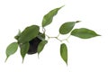 Baby plant. ficus Royalty Free Stock Photo