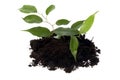 Baby plant. ficus and soil Royalty Free Stock Photo