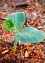 Baby plant of flowers