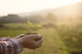 Baby plant on hand with agriculture Field background. Royalty Free Stock Photo