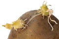 Baby plant. potato Royalty Free Stock Photo