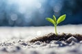 baby plant springs out of the snow on a sunny day, marking the beauty of new life and the resilience of nature.