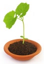 Baby plant of teasel gourd