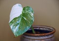 A baby plant of a variegated Monstera Albo Borsigiana