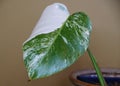 A baby plant of a variegated Monstera Albo Borsigiana