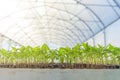 Baby plants growing inside of pots greenhouse nursery. Royalty Free Stock Photo