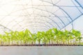 Baby plants growing inside of pots greenhouse nursery Royalty Free Stock Photo