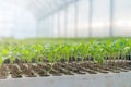 Baby plants growing inside of pots greenhouse nursery Royalty Free Stock Photo