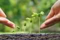 Baby plants seedling Royalty Free Stock Photo