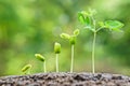 Baby plants seedling Royalty Free Stock Photo