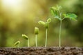 Baby plants seedling Royalty Free Stock Photo