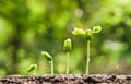 Baby plants seedling Royalty Free Stock Photo