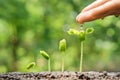 Baby plants seedling