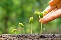 Baby plants seedling Royalty Free Stock Photo