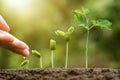 Baby plants seedling Royalty Free Stock Photo