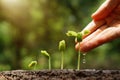 Baby plants seedling Royalty Free Stock Photo