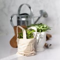 Baby plants, watercan and garden accessories against white marble wall. Home decor, zero waste, eco friendly sustainable life Royalty Free Stock Photo