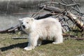 Baby Polar bear