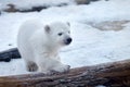 Baby polar bear