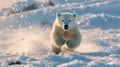 A baby polar bear running through the snow Royalty Free Stock Photo