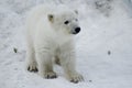 Baby Polar Bear from the Toronto Zoo