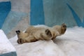 Baby polar bear in the zoo
