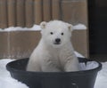 Baby Polar Bear Royalty Free Stock Photo