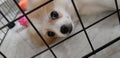 Baby Pom in The Cage Royalty Free Stock Photo
