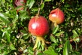 Baby Pomegranates Royalty Free Stock Photo