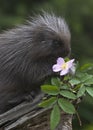 Baby Porcupine and Pink Flower Royalty Free Stock Photo