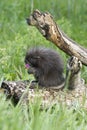 Baby porcupine