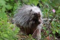 Baby Porcupine Eating