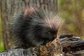 Baby Porcupine (Erethizon dorsatum) On Birch Branch