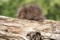 Baby Porcupine Exploring a Log