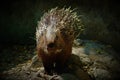 Baby Porcupine or Hystricidae stock photo Royalty Free Stock Photo
