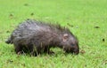 Baby porcupine