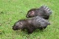 Baby porcupine