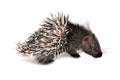 Baby porcupine isolated