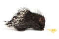 Baby porcupine isolated