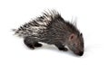 Baby porcupine isolated