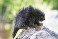 Baby porcupine