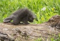 Baby porcupine