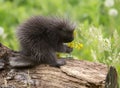 Baby porcupine