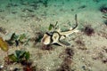 Baby Port Jackson shark Royalty Free Stock Photo