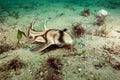 Baby Port Jackson shark Royalty Free Stock Photo