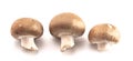 Baby Portobello Mushrooms on a White Background Royalty Free Stock Photo